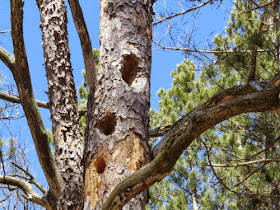 pileated woodpecker holes