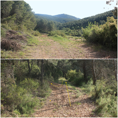 ARBRES SINGULARS A L'ALBÀ-AIGUAMÚRCIA-ALT CAMP, camí en direcció al Bosc de Cal Cortada i l'Alzina de la Vilella