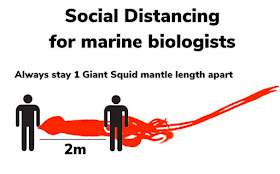 Social distancing for marine biologists: Always stay 1 giant squid mantle length apart