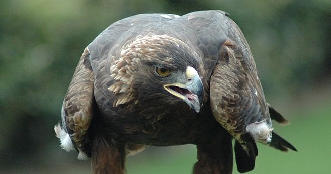 Macam Macam Jenis Elang Dan Ciri Eagle Indonesia