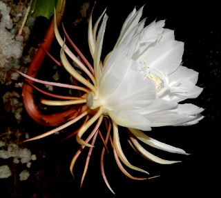 Kadupul Flower - Epiphyllum oxypetalum