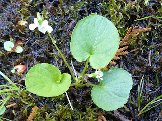 Violette pâle - Viola pallens