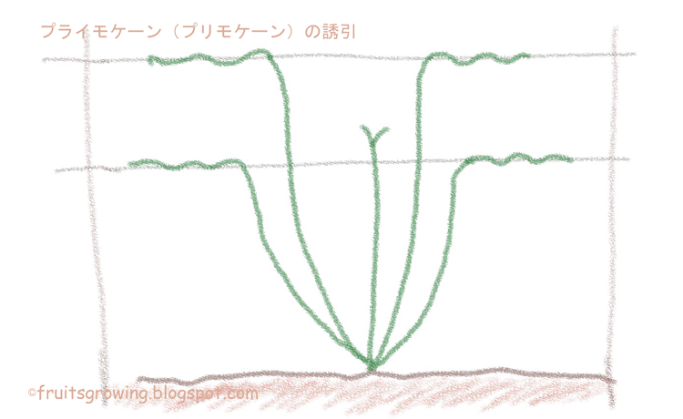 鉢植えブラックベリーの育て方 おいしい鉢植え果樹の栽培育て方 自宅を果樹園に