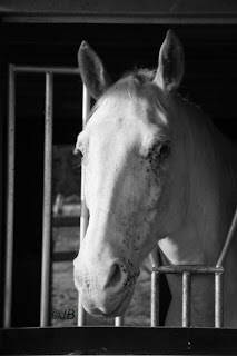 Sandor, mijn appaloosa