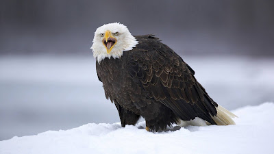 Angry Eagle hd wallpaper