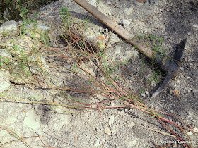 Euphorbia terracina mature plant (with mattock for scale)