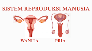 FISIOLOGI SISTEM REPRODUKSI