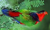 Wallpapers de pericos, loros y cotorros (7 aves de colores)