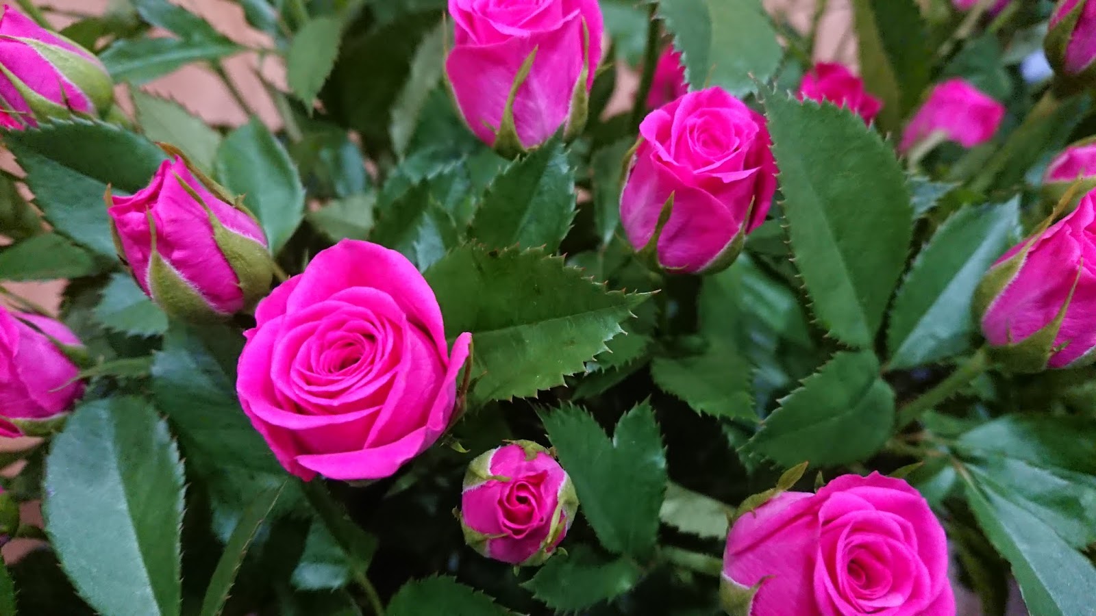 驚くばかりピンク センセーション 最高の花の画像