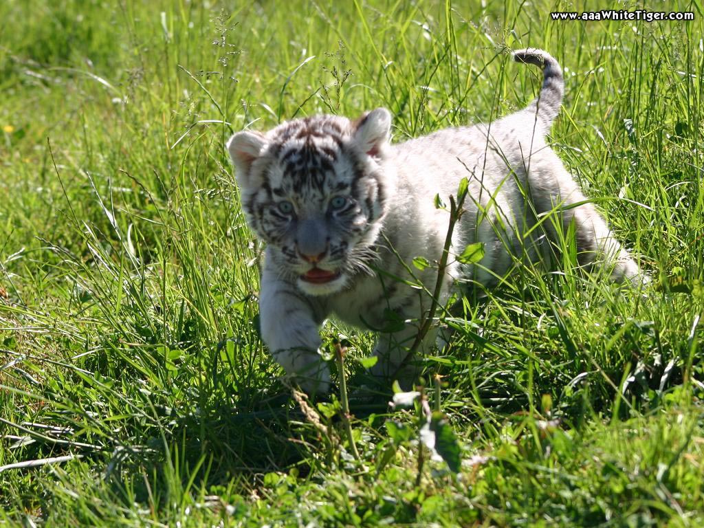 little Baby Tiger in grass