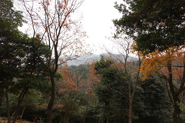 鳥取県西伯郡大山町富岡 むきばんだ史跡公園 弥生の森