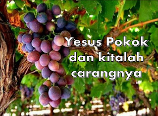 Yesus Pokok Dan Kita Carangnya