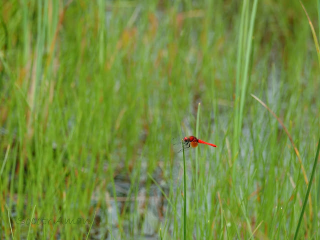 Nannophya pygmaea