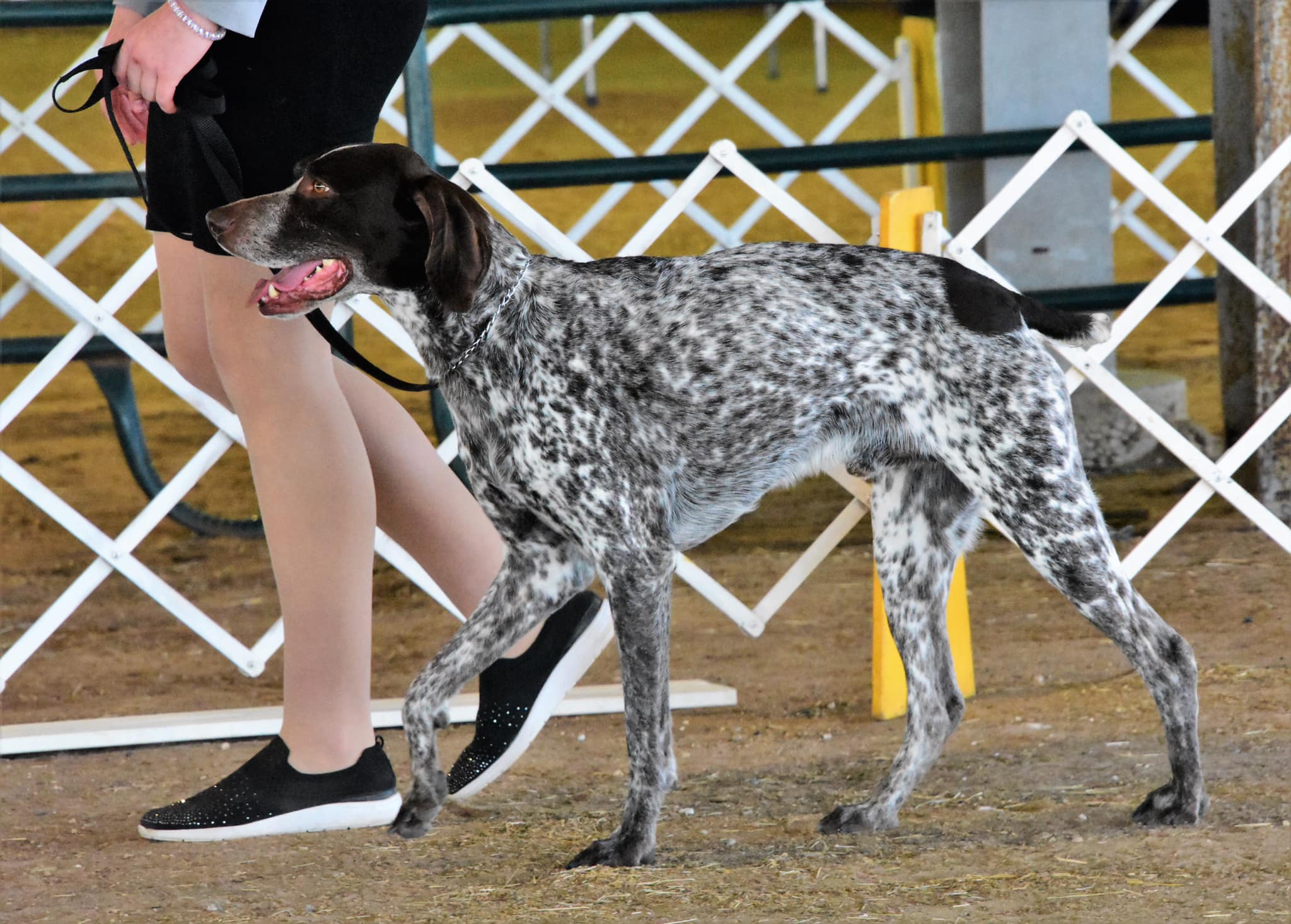 Brazos Valley Kennel Club Annual Dog Show