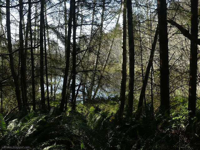 water through the trees