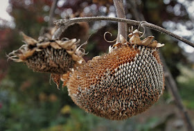 sunflower seed heads, dried