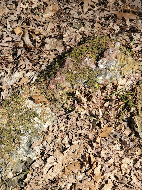 Moss covered Flint on the trail at Flint Ridge