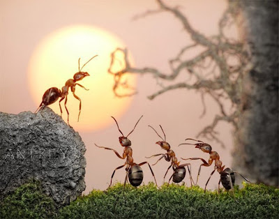 Công ty sự kiện Trần Gia | Bộ ảnh độc đáo về thế giới loài kiến
