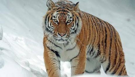 Among the strongest animals in the world is Tigers.