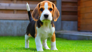 Some Fun Facts about Beagles Dogs