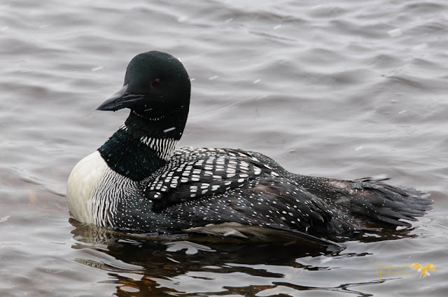 This Common Loon was struck by a car, but nursed back to health by Raptor Education Group and released back into the wild.