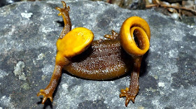 rough-skinned-newt