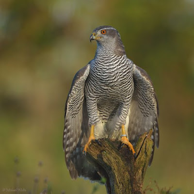 Northern Goshawk