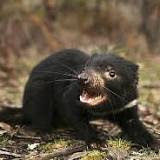Tasmanian Devils Evolve Genetic Resistance To Contagious Cancer, Cancer, facial satanic cancer science