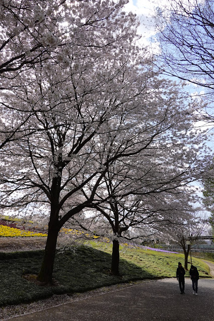 とっとり花回廊　花の丘並木　ソメイヨシノ（染井吉野）