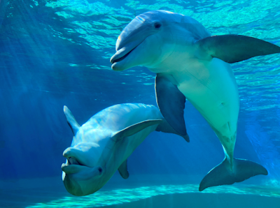 أجمل صور الدلافين