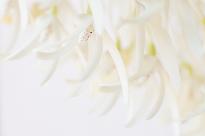 close up dendrobium small white orchid