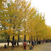 Day 2 - Nami Island, South Korea