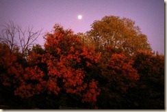 IMG_2377a