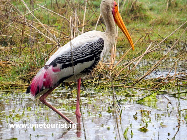 Keoladeo national park , Bharatpur , Rajashthan