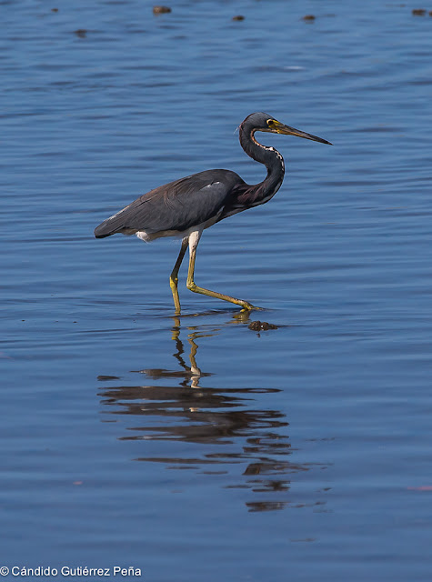 GARCETA TRICOLOR -Egretta Tricolor