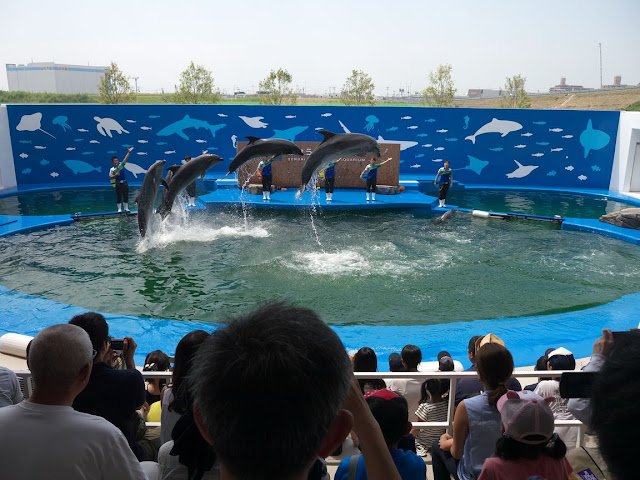 仙台うみの杜水族館 イルカショー ジャンプ