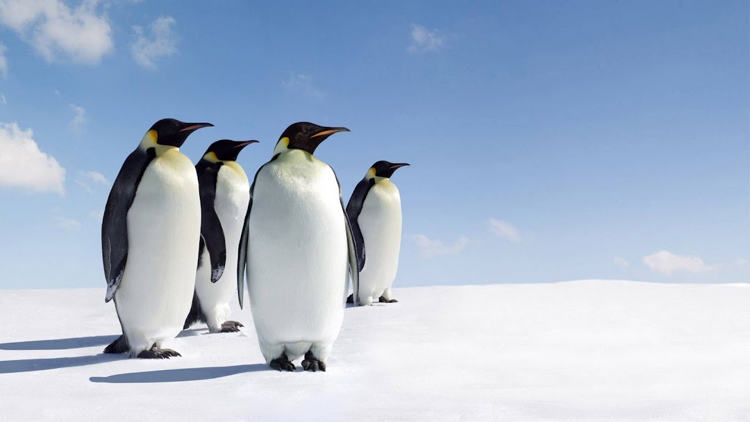 Penguins on Snow hd wallpaper