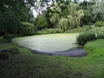 2017.07.23-015 pièce d'eau dans le jardin ouest