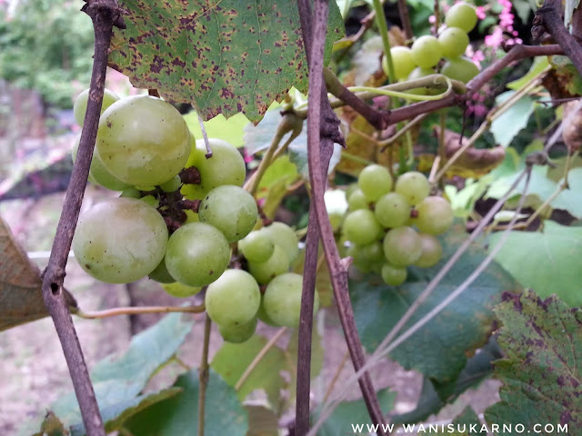 pengalaman melihat buah anggur kali pertama di pokok 