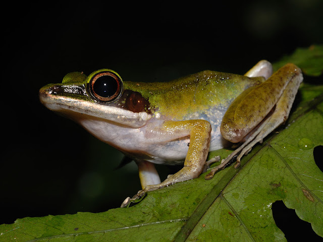 Copper-cheeked Frog - Chalcorana labialis