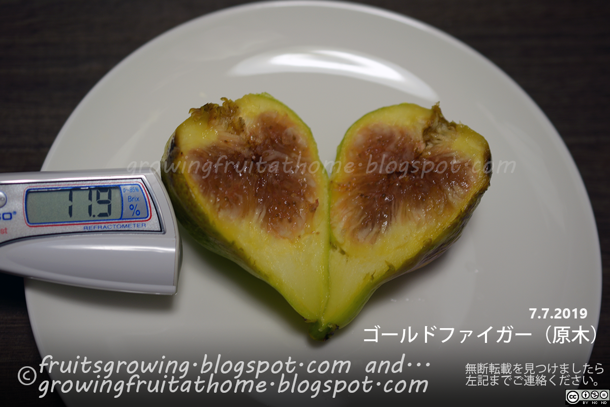 イチジクの無農薬栽培記録19年 初めてゴールドファイガーを収穫する イチジクの無農薬栽培記録19年 初めてゴールドファイガーを収穫する