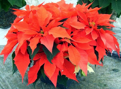 orange_spice_poinsettia