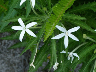 Étoile de Bethléem - Lastron blanc - Hippobroma longiflora