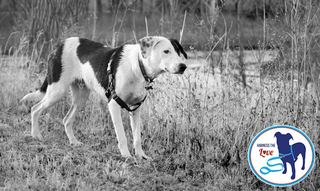 Beautiful lab-beagle mix in a field