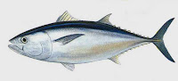  yakni kelompok ikan maritim dari keluarga Scombridae Ikan Tuna