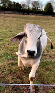 "La Roca" revela su nueva mascota: un toro llamado Soul Bully