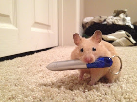 funny animal pictures, mouse and laser pointer