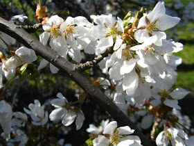 White American plum Prunus americana blossoms in detail at Mount Pleasant Cemetery by garden muses: a Toronto gardening blog 