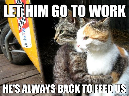 Best of funny restraining cat meme, cat pictures, cat meme, restraining cat meme, funny pictures