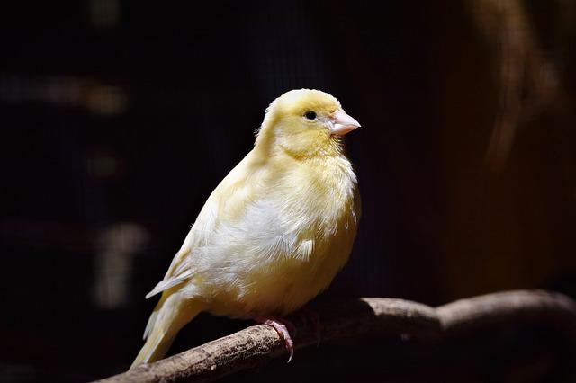 canary birds